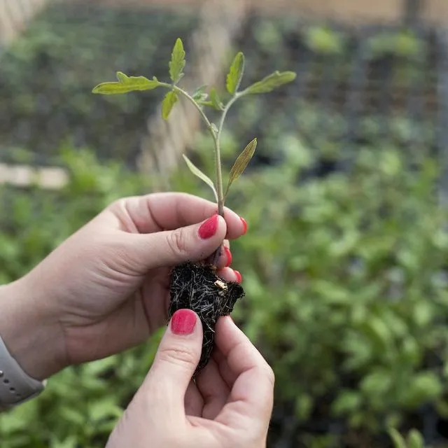 thumbnail for publication: General Aspects of Plant Growth—Florida Greenhouse Vegetable Production Handbook, Vol 3